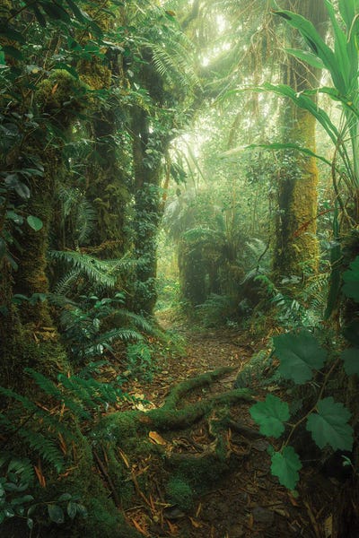 Waldmagie by Stefan Hefele framed canvas print