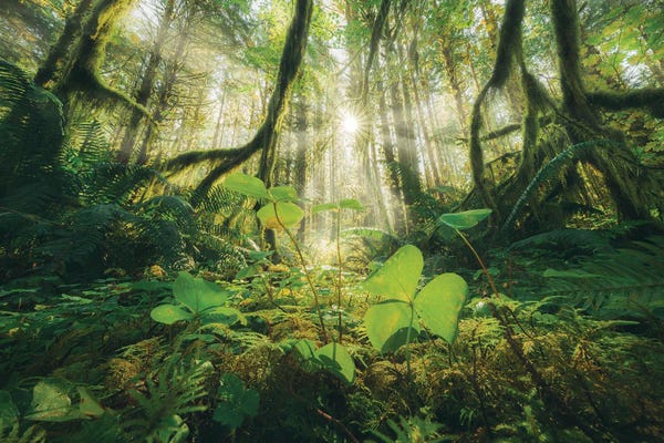 Stefan Hefele: Wicked Woody World by Stefan Hefele
