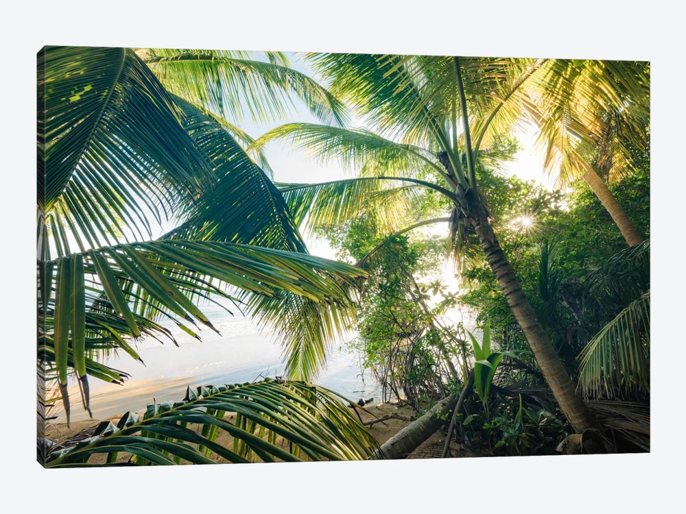 Coconut Jungle by Stefan Hefele 1-piece Canvas Wall Art