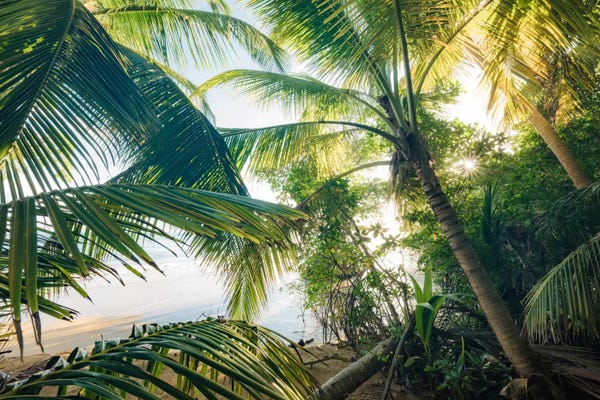 Tropical Beaches: Coconut Jungle by Stefan Hefele
