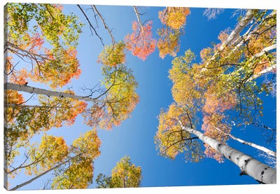 Colours Canvas Art Print - Aspen and Birch Trees