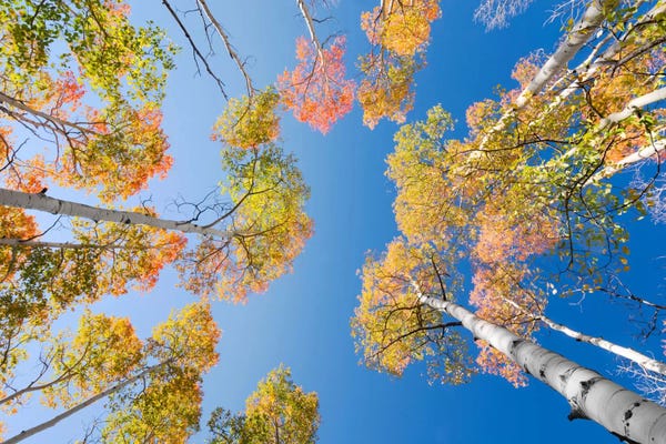 Royal Blue: Colours by Stefan Hefele