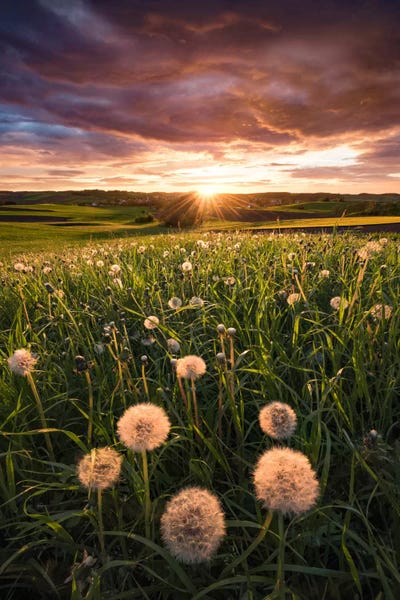 Photography: Dandelion by Stefan Hefele