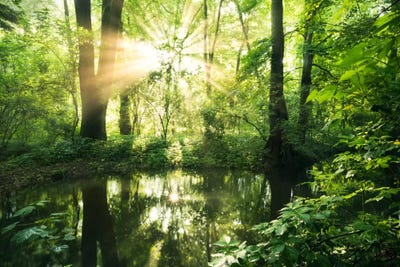 Eden Woods by Stefan Hefele framed canvas print