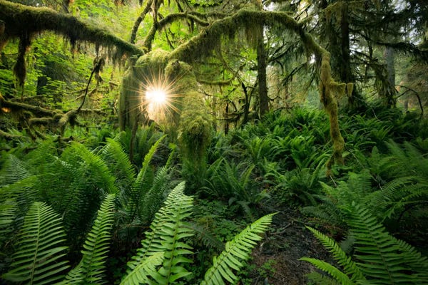 Stefan Hefele: Elk's Gateway, Hoh Rainforest by Stefan Hefele