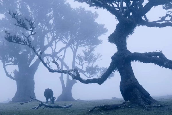Stefan Hefele: Ents I by Stefan Hefele