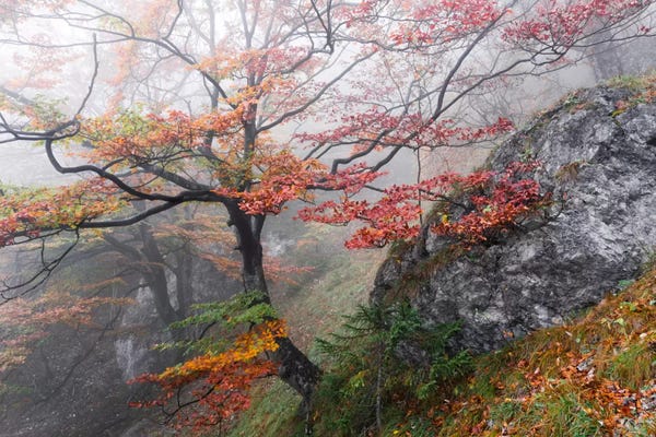 Wilderness: Euphoria by Stefan Hefele