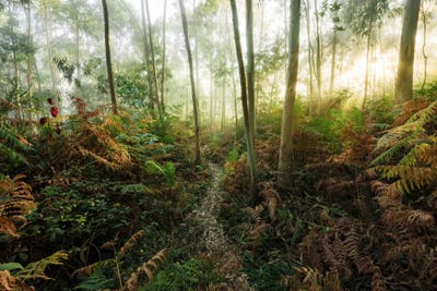 Explosion Of Colors by Stefan Hefele framed canvas print