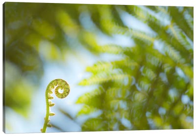 Fern Detail Canvas Art Print - Abstract Photography
