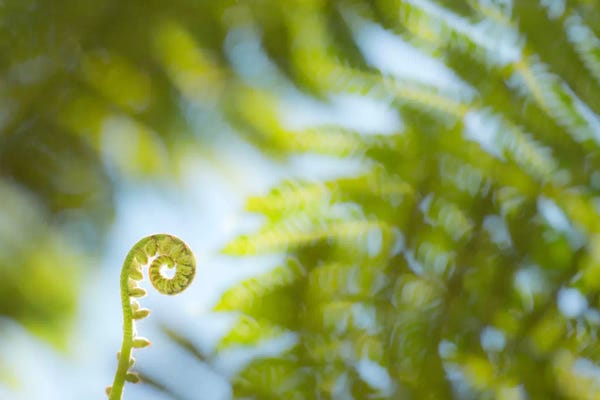 Abstract Photography: Fern Detail by Stefan Hefele