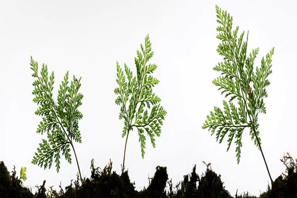 Ferns: Fern Trio I by Stefan Hefele
