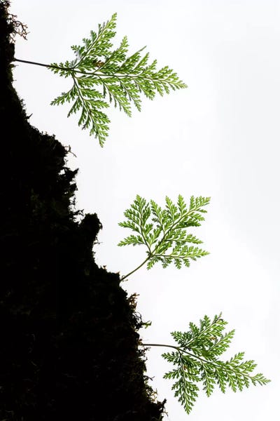 Ferns: Fern Trio II by Stefan Hefele