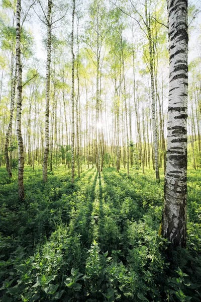 Flooded By Light by Stefan Hefele framed canvas print