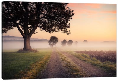 Fog Path Canvas Art Print - Country Scenic Photography