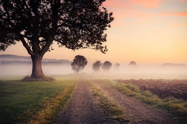 Stefan Hefele: Fog Path by Stefan Hefele