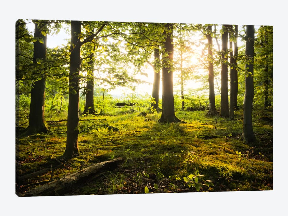 Forest by Stefan Hefele 1-piece Canvas Art Print
