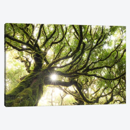 Forest Star Canvas Print #STF64} by Stefan Hefele Canvas Artwork