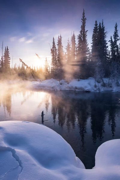 Evergreen Trees: Gold Fog by Stefan Hefele