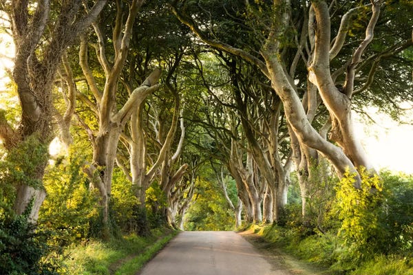 Trails, Paths & Roads: Golden Avenue, Dark Hedges by Stefan Hefele