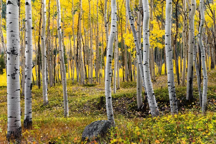 Golden Times - Rockies