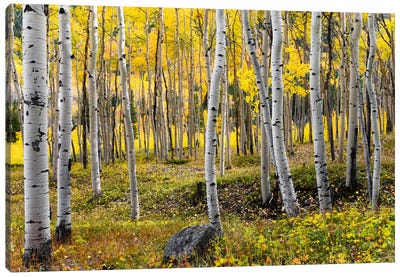 Golden Times - Rockies Canvas Art Print - Aspen and Birch Trees