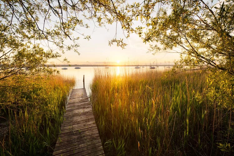 Golden View by Stefan Hefele wall art
