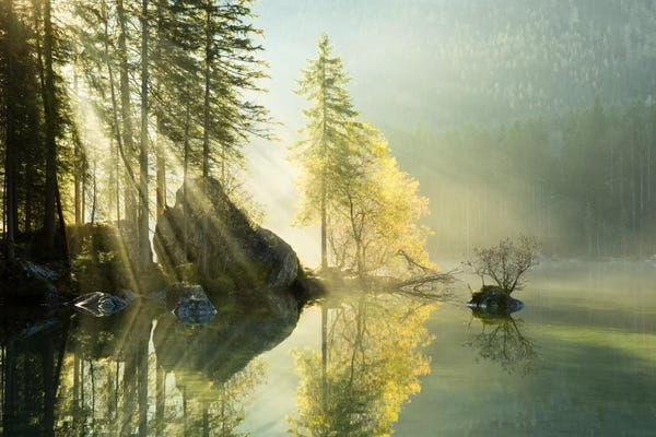 Evergreen Trees: Indulgence Of Beauty by Stefan Hefele