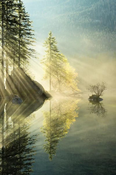Pine Trees: Indulgence Of Beauty, Vertical by Stefan Hefele