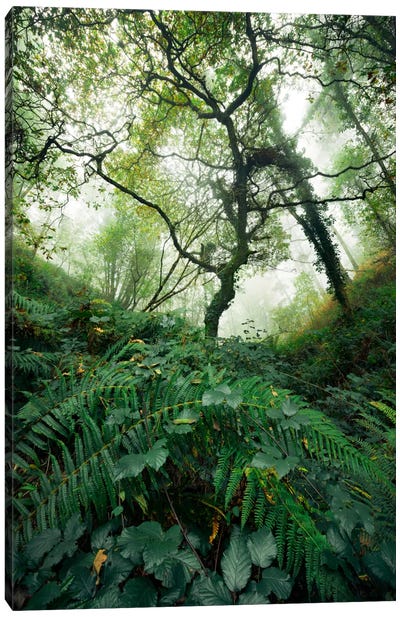 Inside The Woods Canvas Art Print - Stefan Hefele