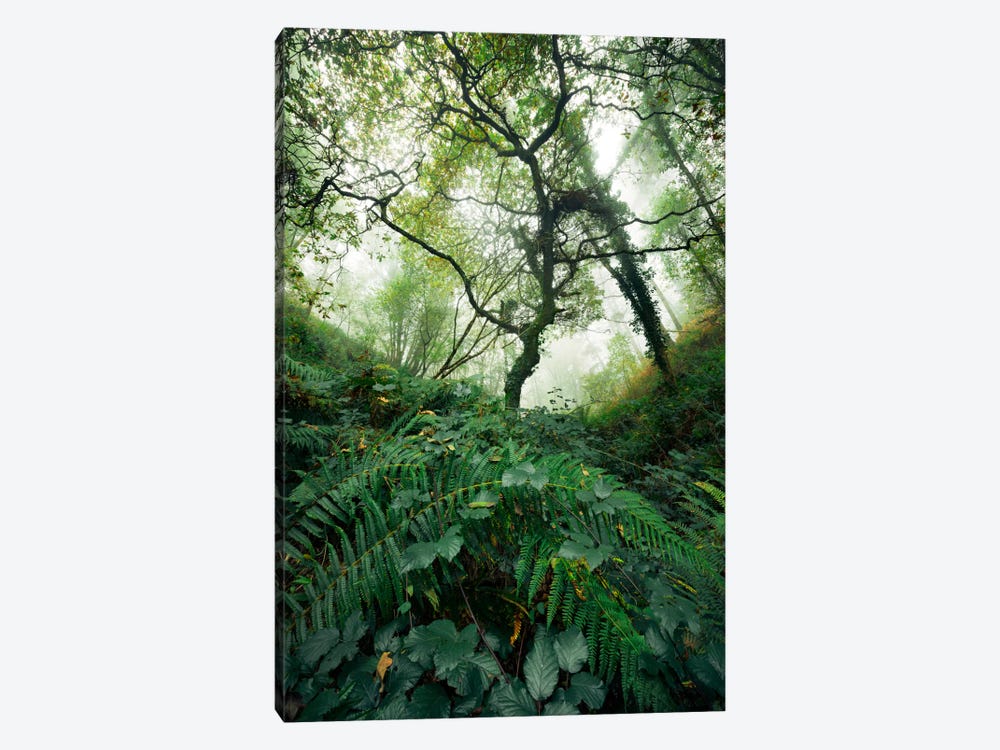 Inside The Woods by Stefan Hefele 1-piece Canvas Art Print