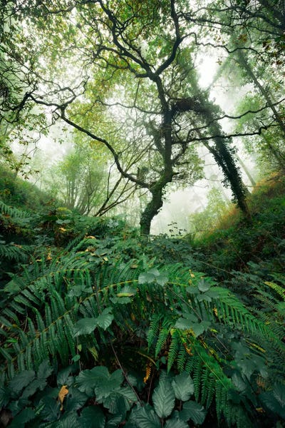 Stefan Hefele: Inside The Woods by Stefan Hefele