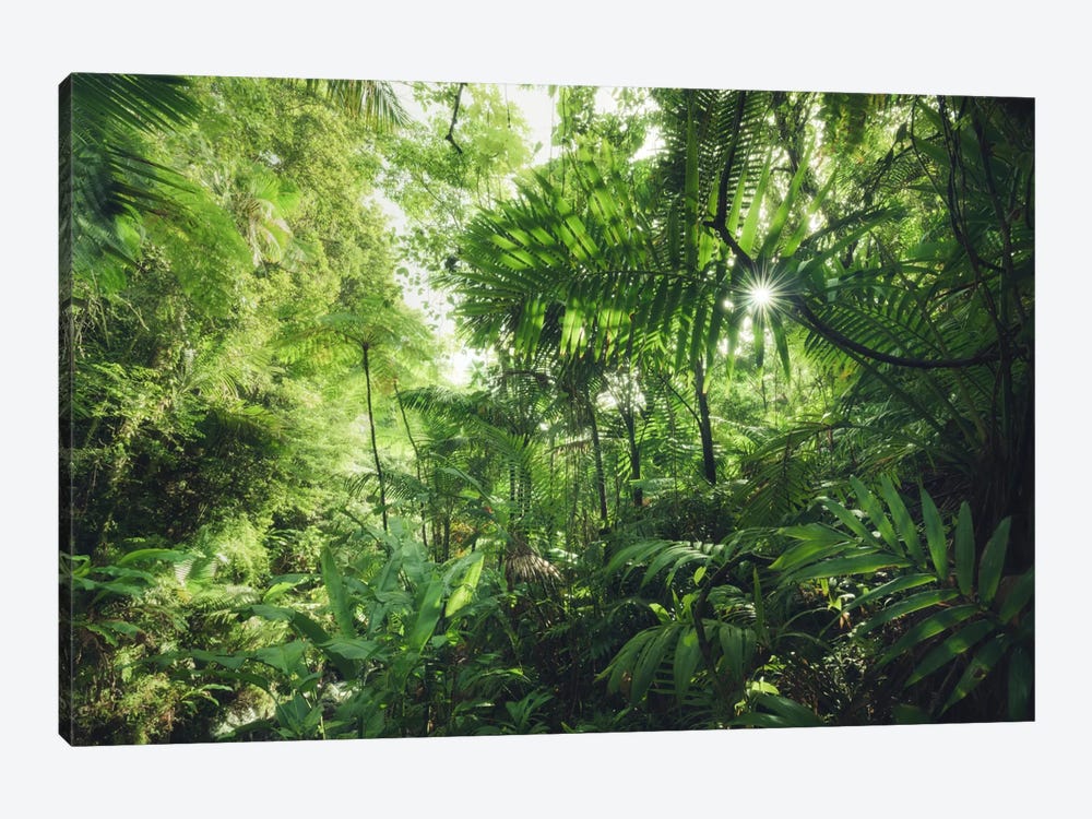 Into The Jungle - Caribbean by Stefan Hefele 1-piece Canvas Artwork