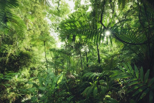 Into The Jungle - Caribbean