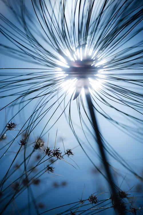 Jardin Botanique by Stefan Hefele wall art