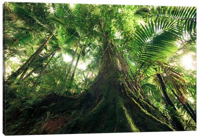 Jungle King Canvas Art Print - Tree Close-Up Art