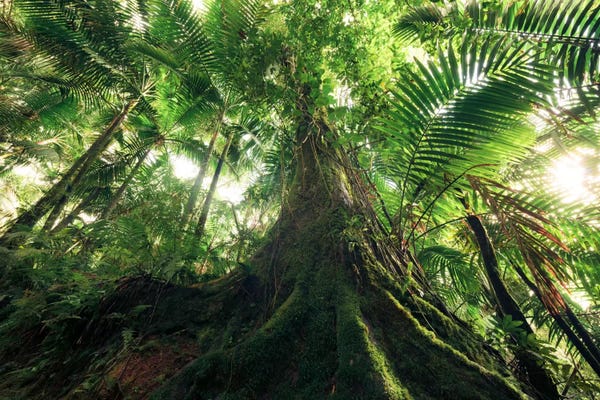 Tree Close-Ups: Jungle King by Stefan Hefele