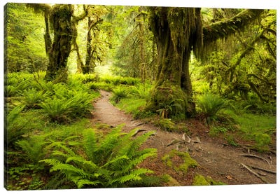 Jungle Path - Hoh Rainforest, Washington State Canvas Art Print