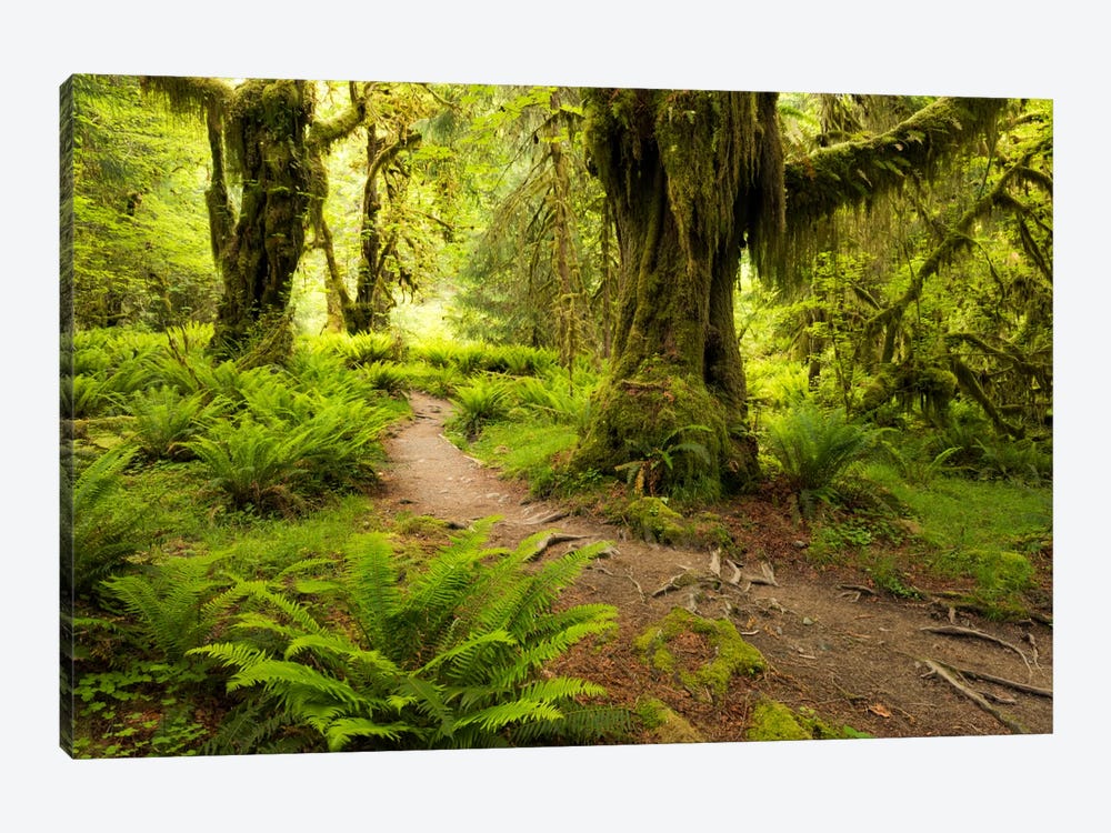 Jungle Path - Hoh Rainforest, Washington State by Stefan Hefele 1-piece Canvas Art Print