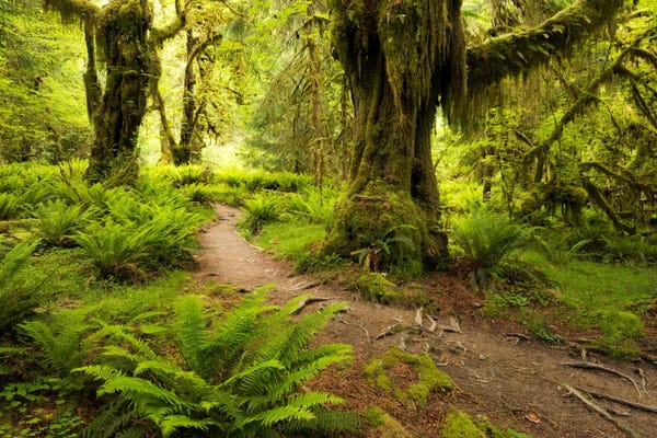 Large Scenic & Landscape Art - Canvas Prints: Jungle Path - Hoh Rainforest, Washington State by Stefan Hefele