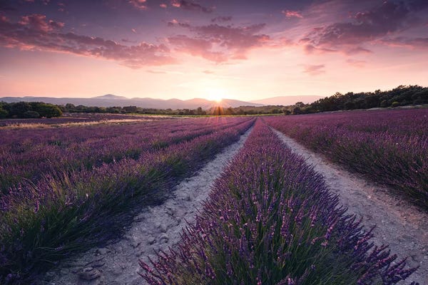 Herbs: Lavender Dream by Stefan Hefele