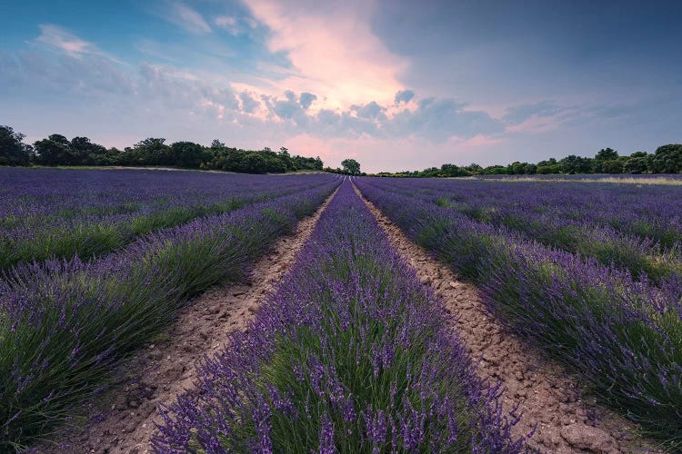 Lavender Paradise by Stefan Hefele wall art