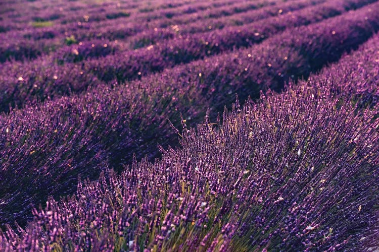 Lavender Symphony I