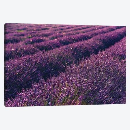 Lavender Symphony I Canvas Print #STF98} by Stefan Hefele Canvas Artwork