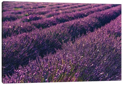 Lavender Symphony I Canvas Art Print - Herb Art