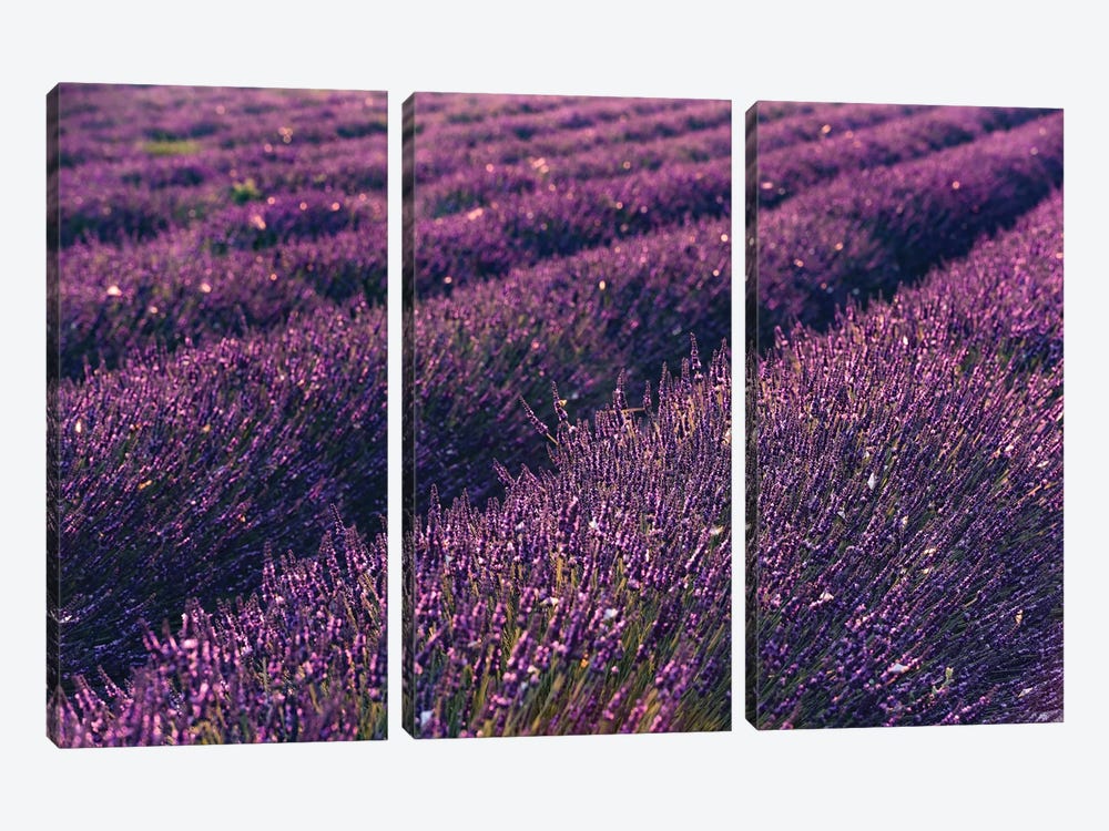 Lavender Symphony I by Stefan Hefele 3-piece Canvas Print