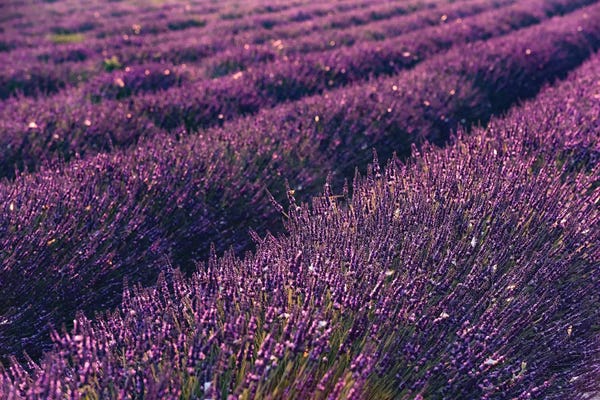 Herbs: Lavender Symphony I by Stefan Hefele