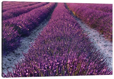 Lavender Symphony II Canvas Art Print - Herb Art