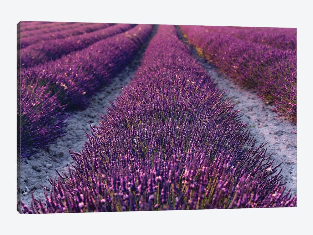 Lavender Symphony II by Stefan Hefele 1-piece Canvas Wall Art