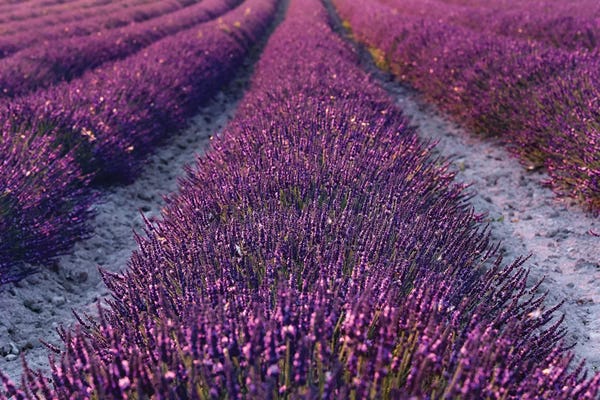 Herbs: Lavender Symphony II by Stefan Hefele