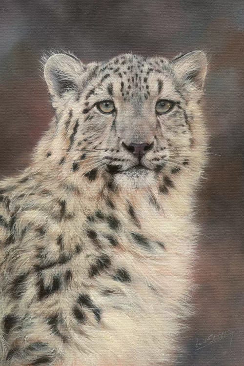 Snow Leopard Portrait